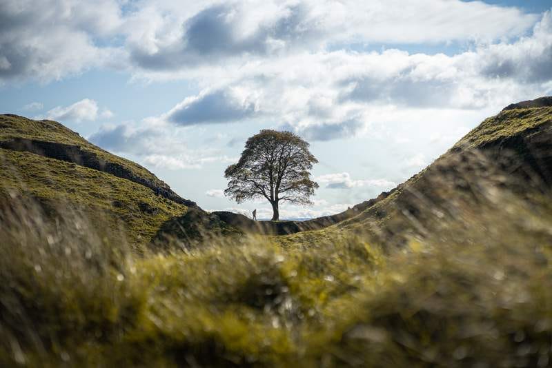 A sunny-day photo of the sycamore tree at Sycamore Gap on Hadrian's Wall, before the tree was cut down in September 2023.