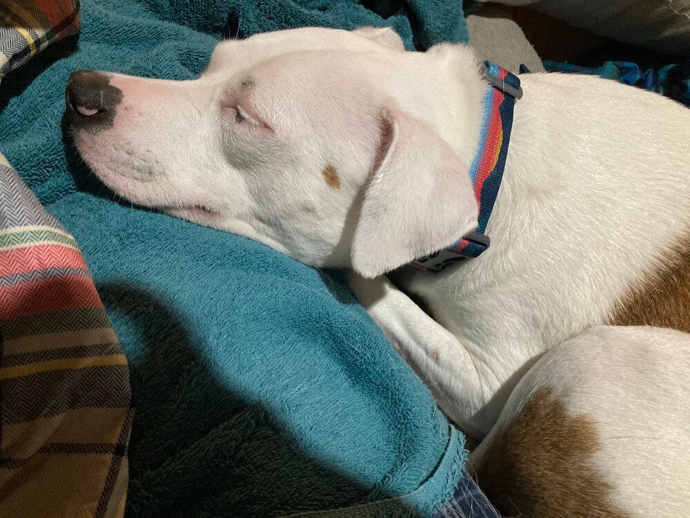 CB after bath.jpeg