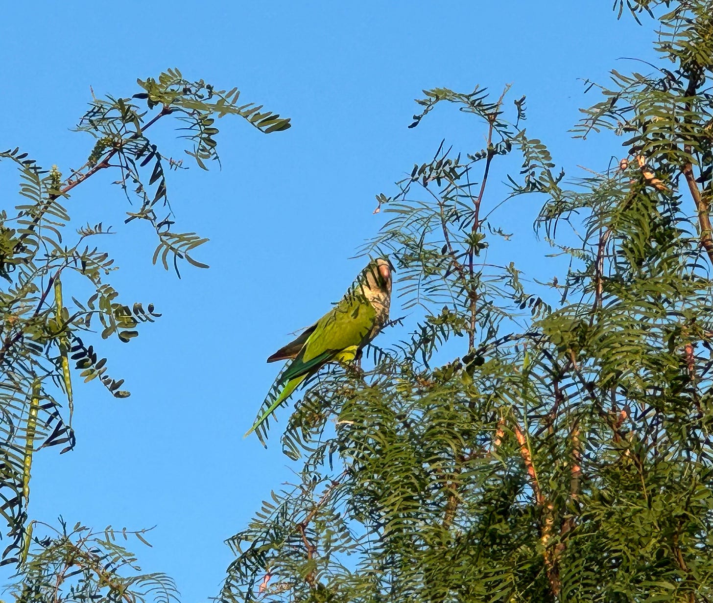 Monk parakeet in mesquite tree