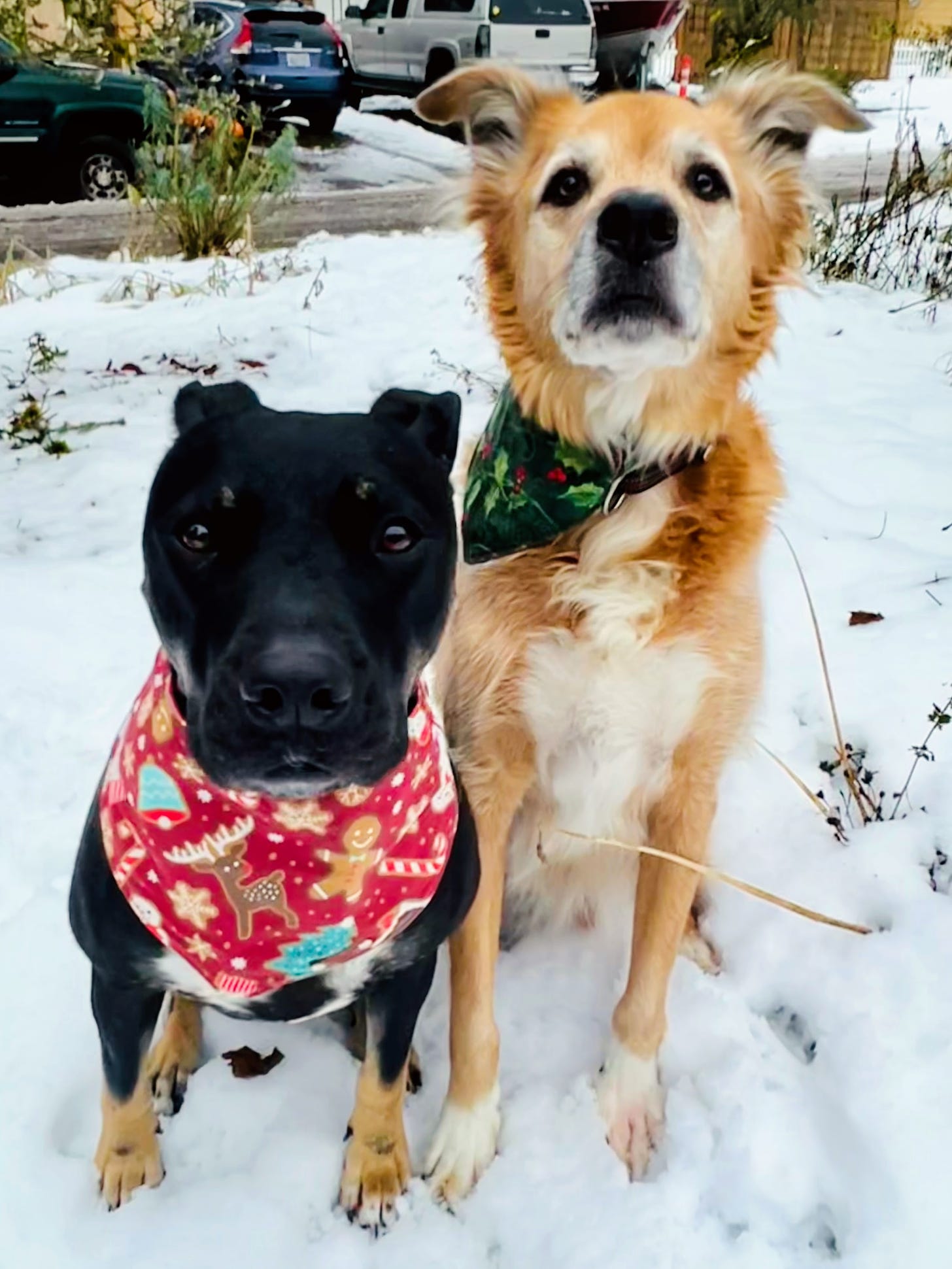 Mabel & Forest, snow buddies. (Photo: Jennifer Roberts)