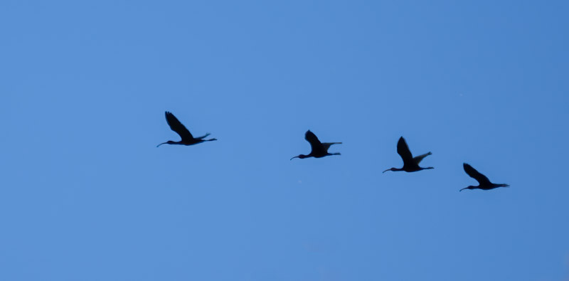 20240317HawkWatch-157-Edit.jpg