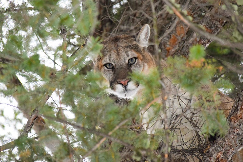 mountain lion in a tree "Male cougar in a tree" by YellowstoneNPS is marked with Public Domain Mark 1.0. 