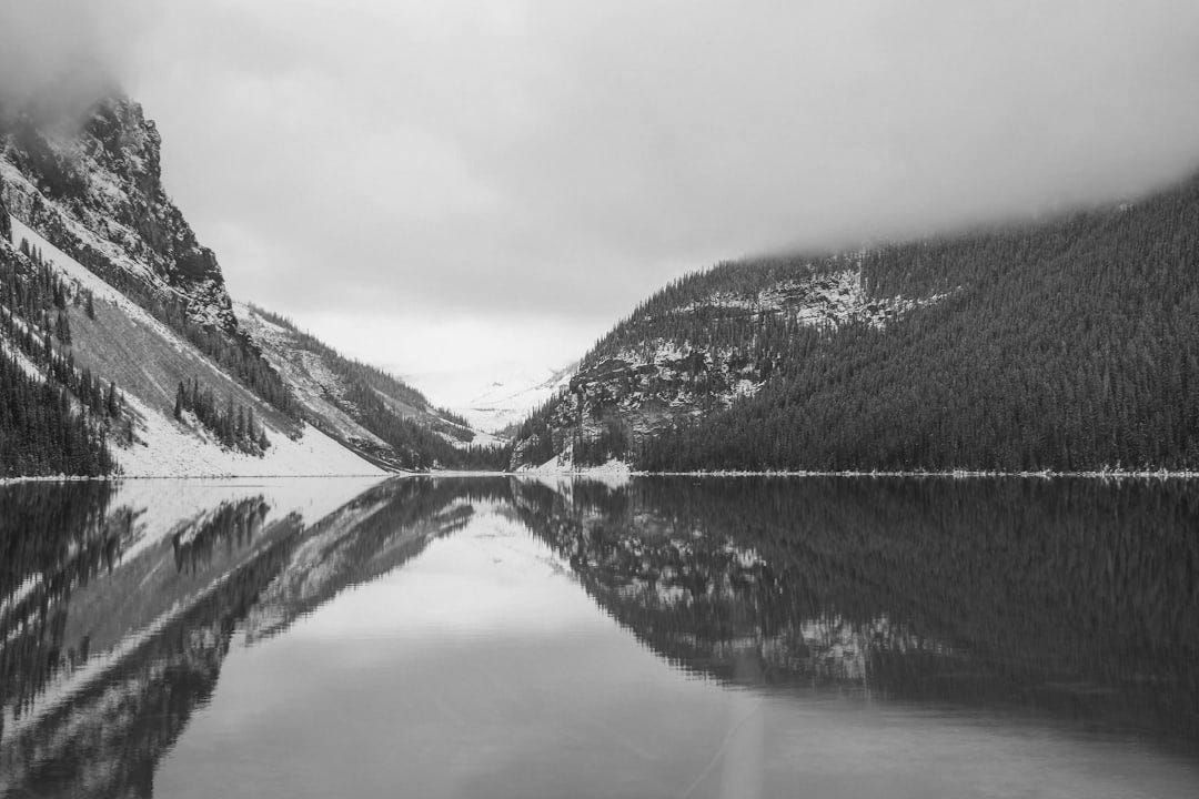 brown lake near trees