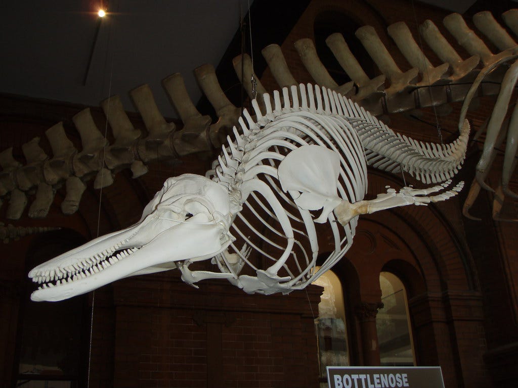 Bottlenose dolphin skeleton | In the South Australian Museum… | Flickr