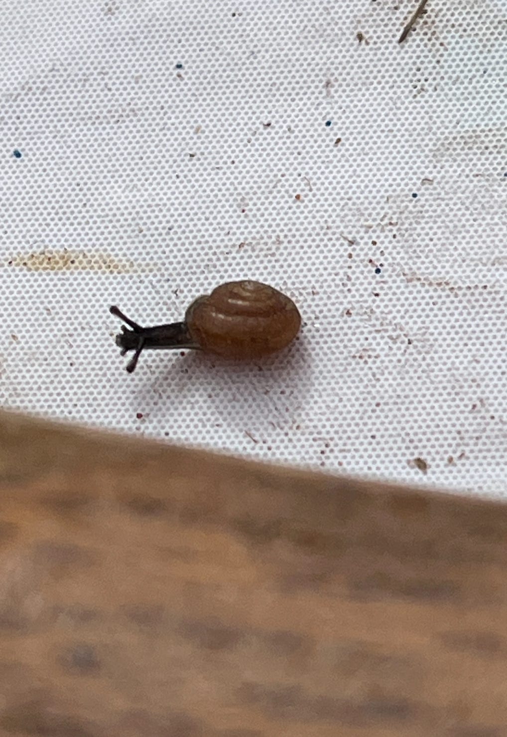 The snail, closer up