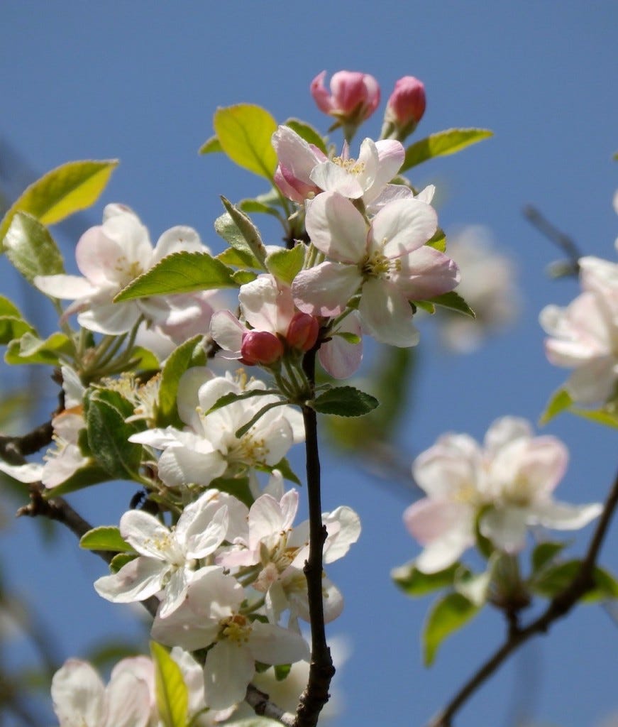 Apple Blossoms