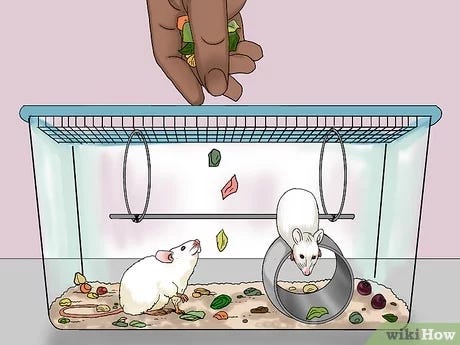 How to Feed a Pet Mouse: 6 Steps (with Pictures) - wikiHow