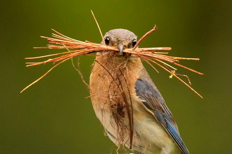 A bird holds a small bundle of pine needles in its beak.