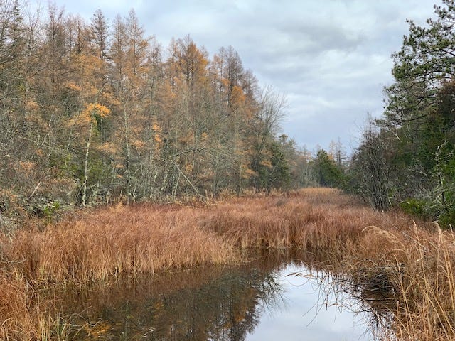 Kelly's photo of a break in the woods with a still pond.