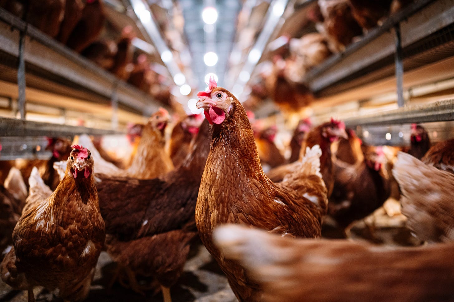 Bird flu outbreak in the US: Human risk remains low, CDC says