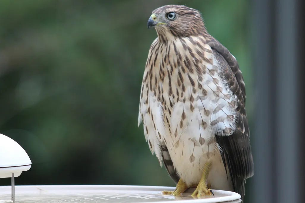 a juvenile Cooper's hawk perched on a manmade structure