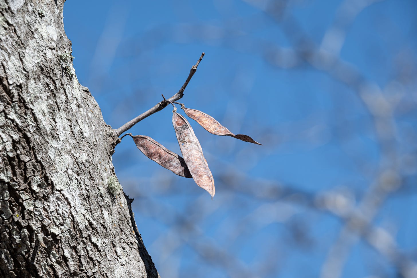 Three dried seed pods cling to a short branch of a Red Bud tree with the blue sky and other limbs blurred in the background