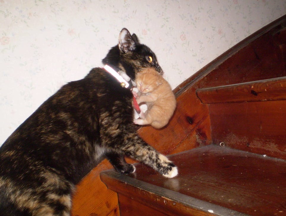 Color photo of a calico cat carrying her tiny ginger kitten up a flight of stairs
