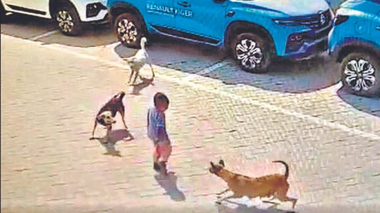 4-year-old mauled to death by stray dogs in Hyderabad | Latest News India -  Hindustan Times