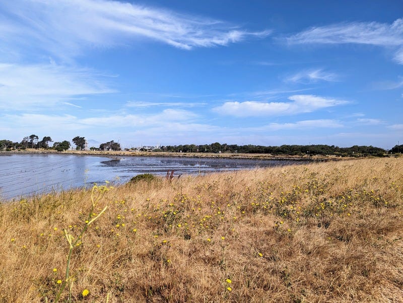 Photo of dry grass with some yellow flowers, in front of water and blue sky with wispy white clouds