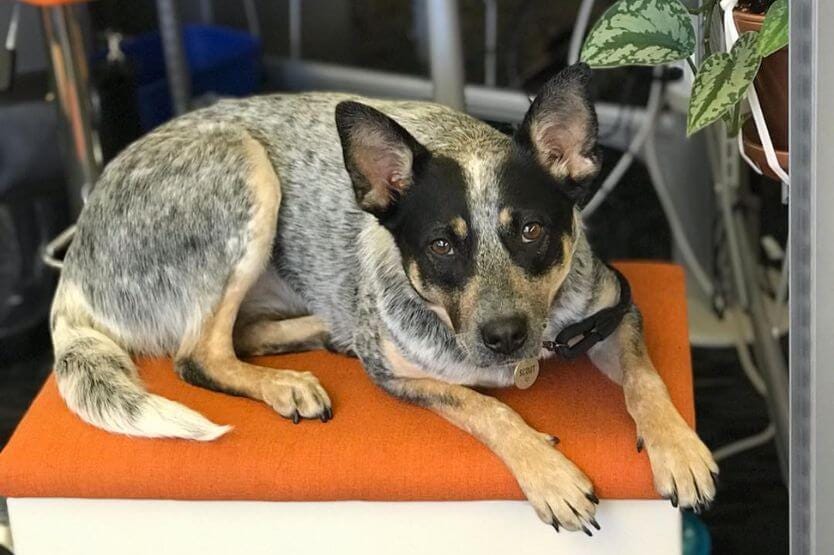 Scout the blue heeler, looking young back in 2019, lies on an orange bench at my office