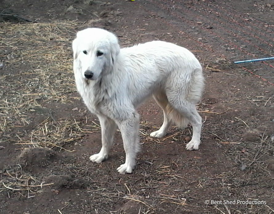 A large white dog stands on dark earth. Her tail is tucked between her legs and she looks nervous and worried.