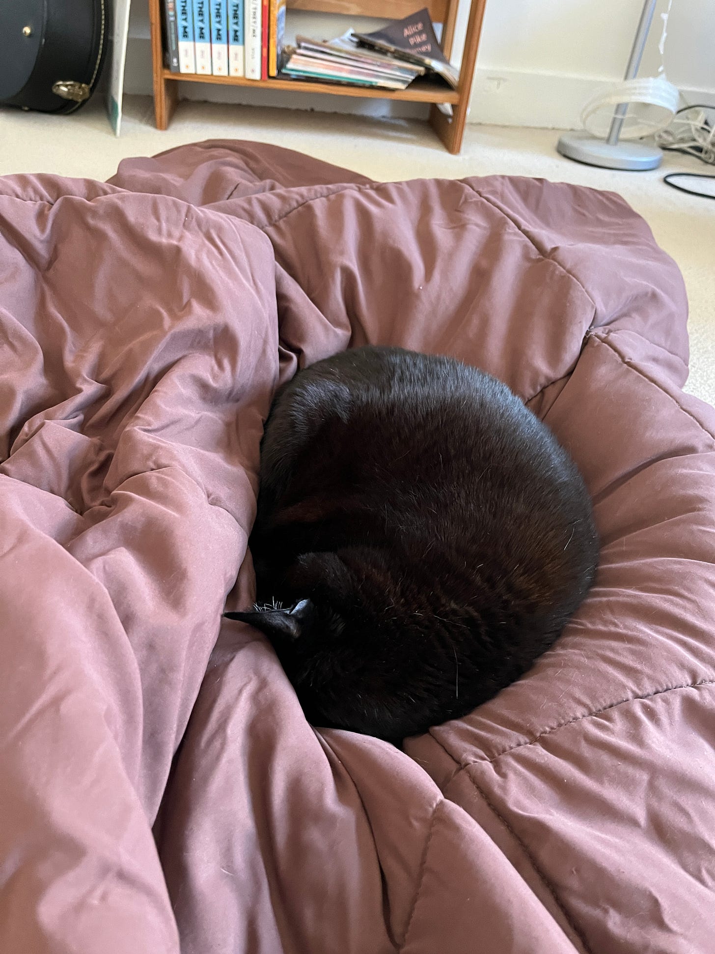 A big black cat, curled into a fuzzy ball, on top of a cushy brown comforter