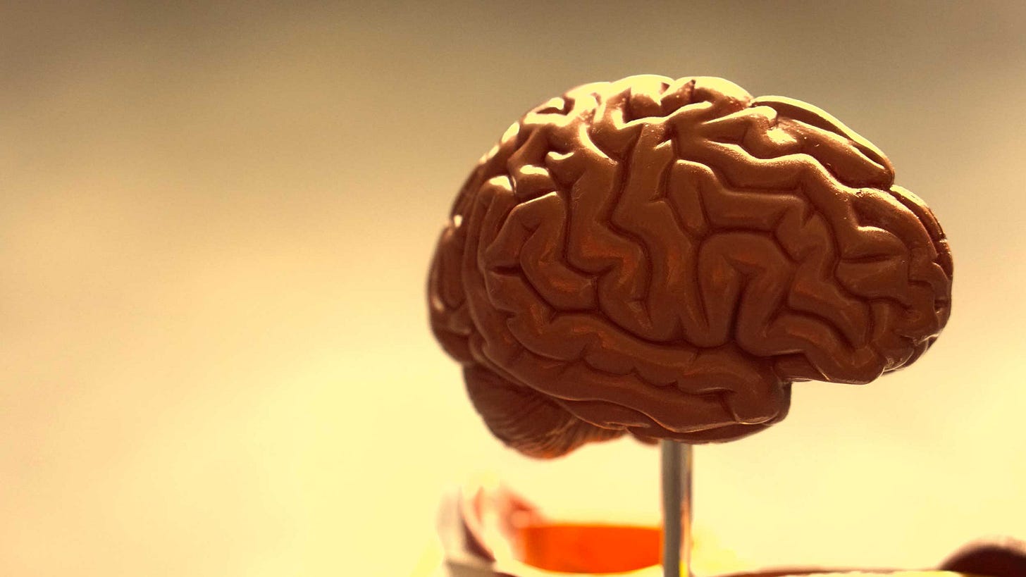 Anatomical model of a brain Anatomical model of a brain