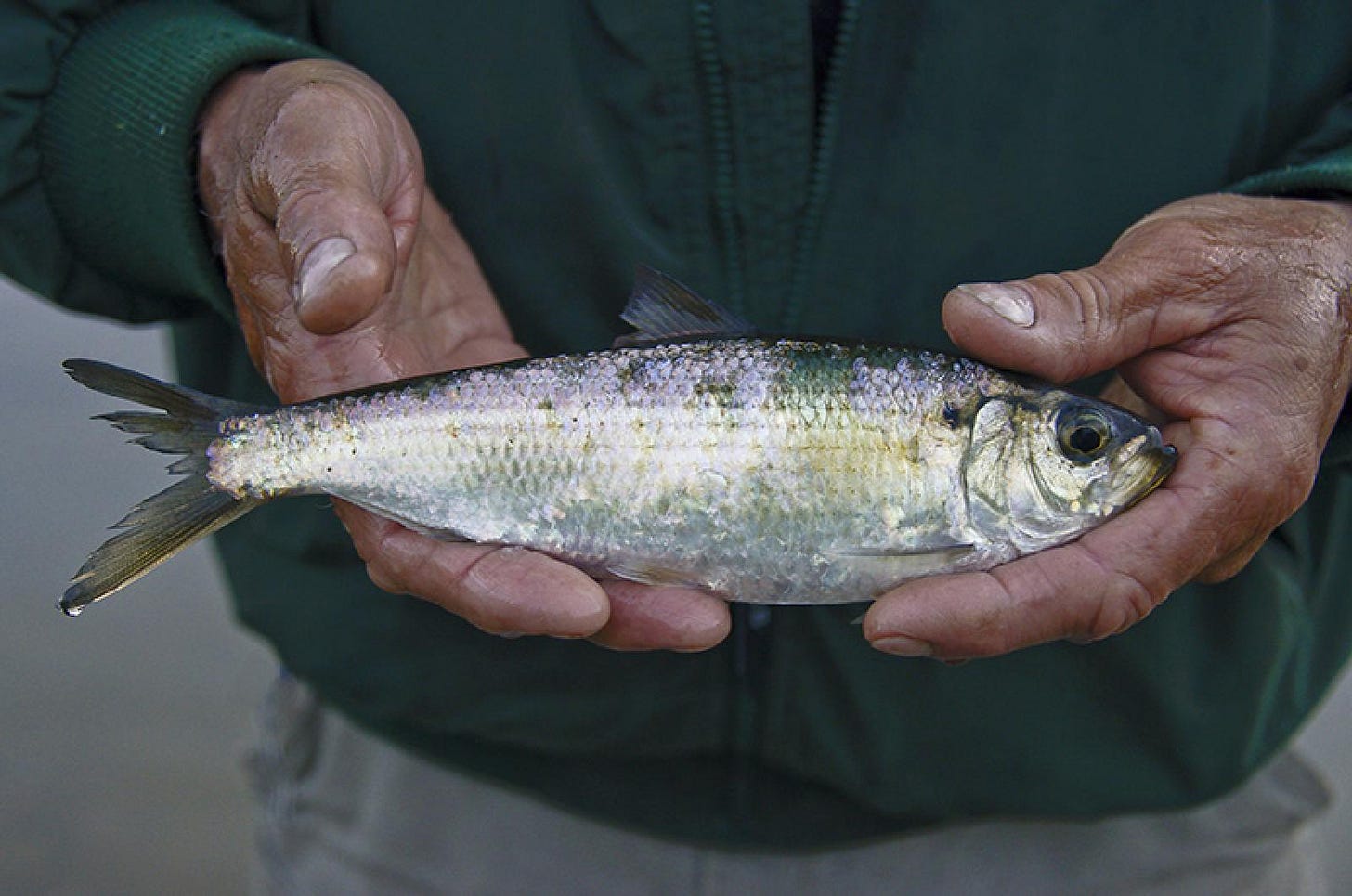The Vineyard Gazette - Martha's Vineyard News | Island Fishermen Hail  Strict New Limits to Save North Atlantic Herring