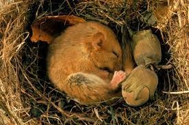What is hibernation, and which animals do it? | BBC Wildlife magazine |  Discover Wildlife