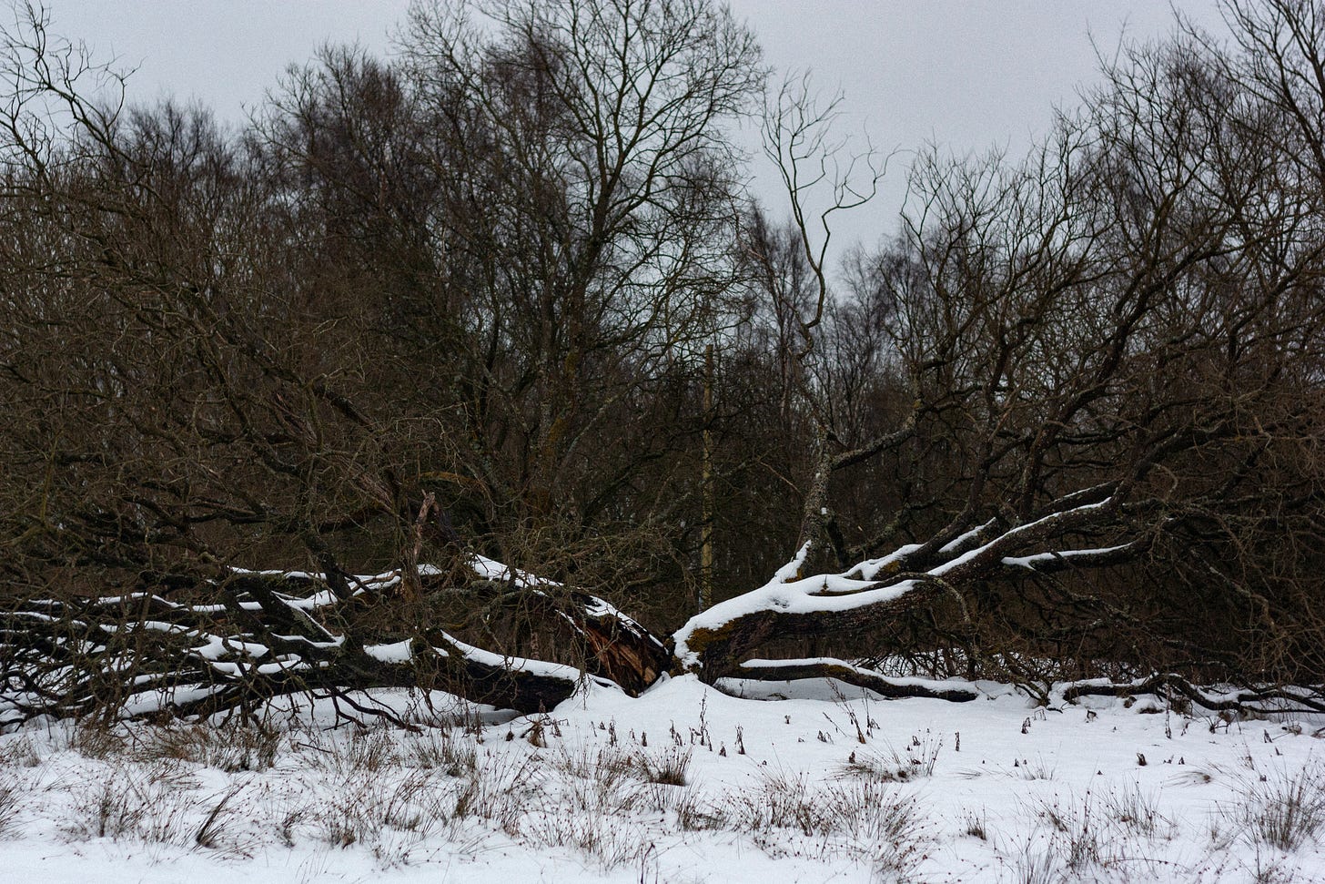 A photograph of a single tree with four large branches that sit low to the ground, covered in snow.