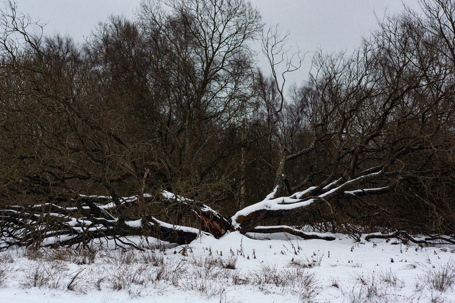 A photograph of a single tree with four large branches that sit low to the ground, covered in snow.