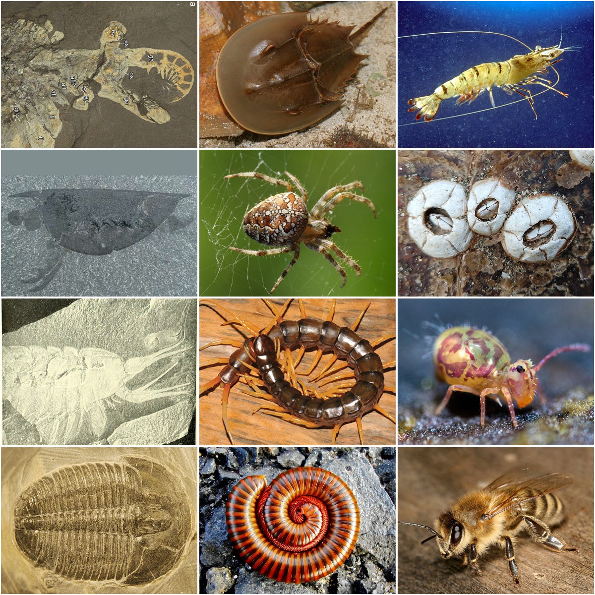 Arthropod - Wikipedia