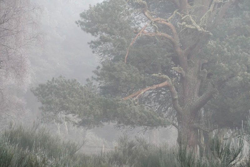 Freezing fog softens the colour and form of a Scots pine on the edge of the wood