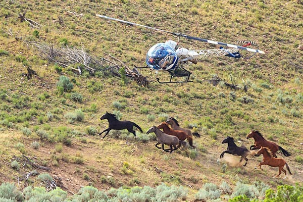 Report: Mustang Helicopter Roundups as Safe as Bait-Trapping – The Horse
