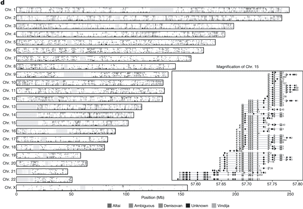 Figure 1d from Skov et al. 2020, showing parts of the genome on each chromosome that reflect Altai, Vindija, or Denisovan inferred similarity