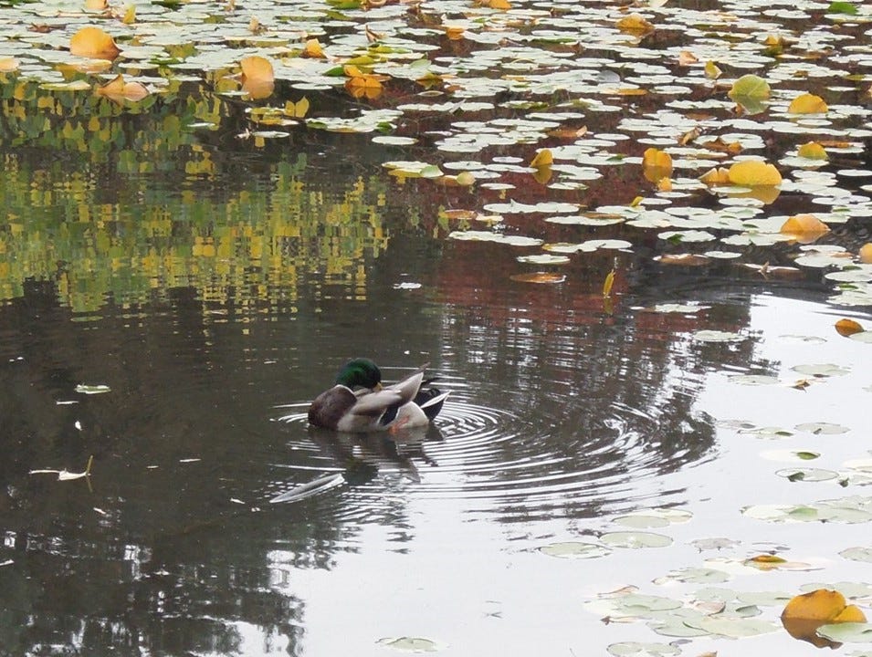 A male mallard duck preening in a pond