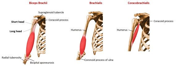Deep fascia anterior and posterior compartment of arm