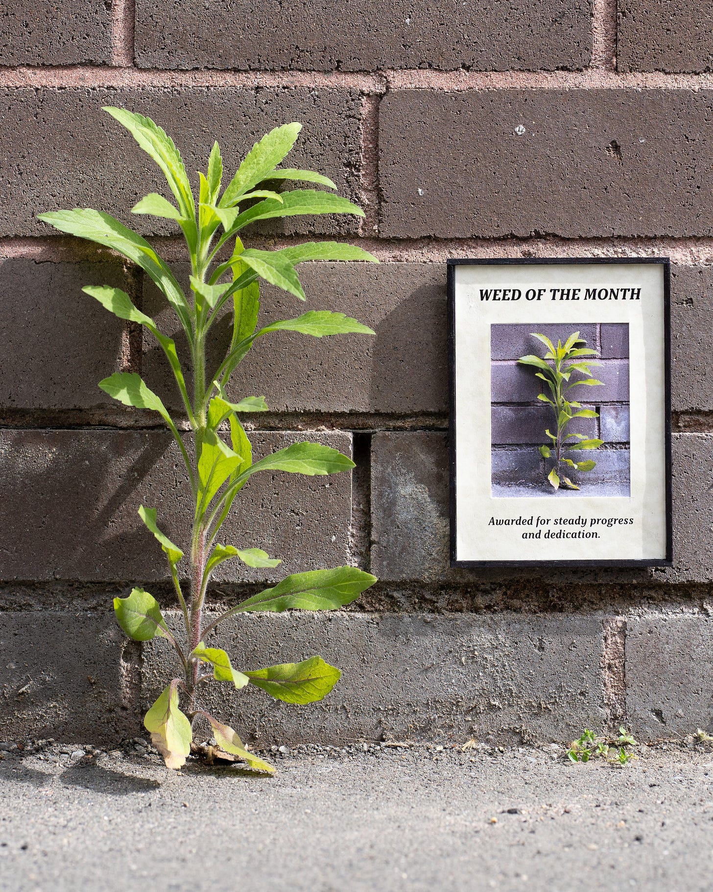 a photo of a tall green weed growing against a brick building and a tiny printed sign next to it that says "WEED OF THE MONTH" Awarded for steady progress and dedication