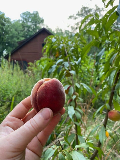 hand holding a peach in front of a garden