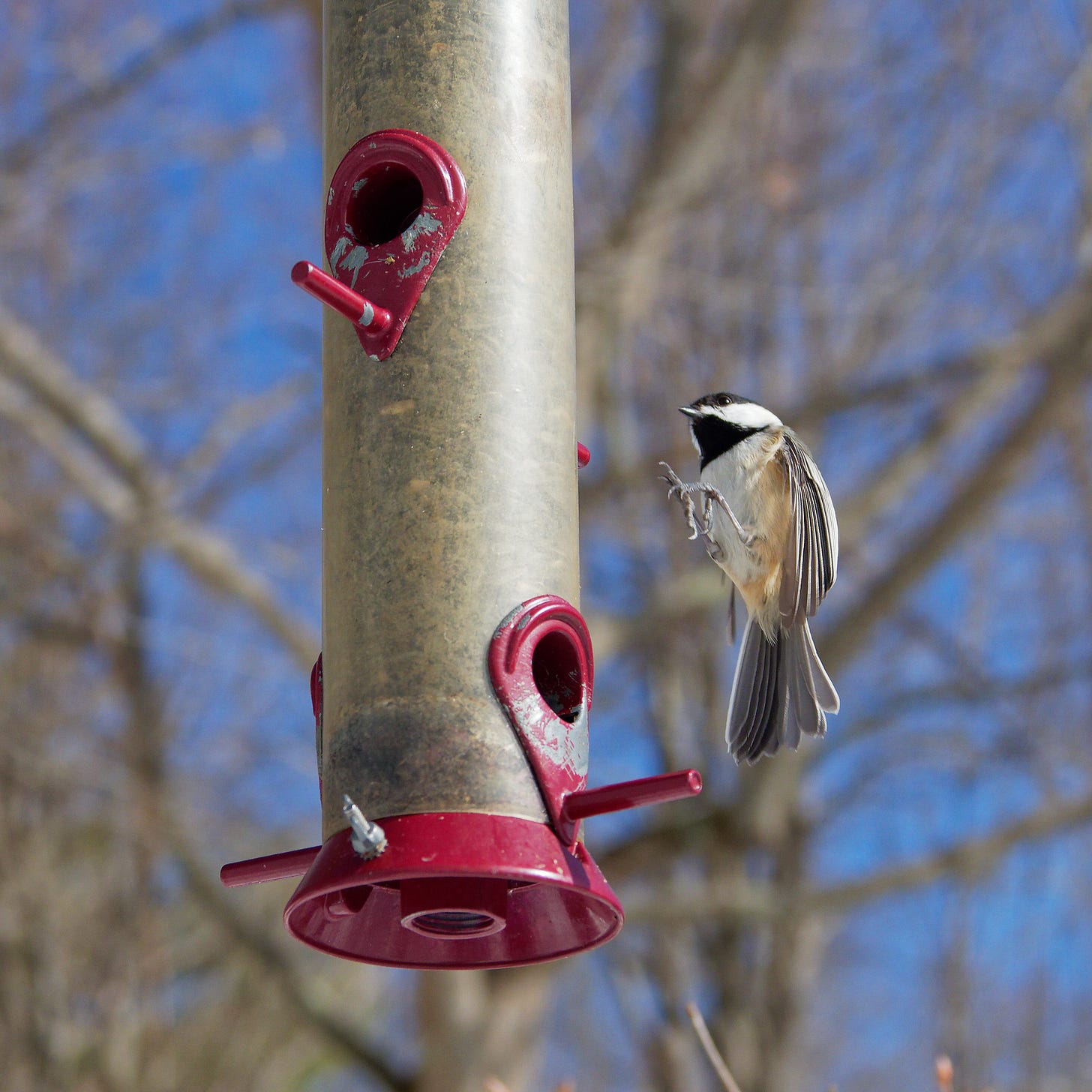 Chickadee