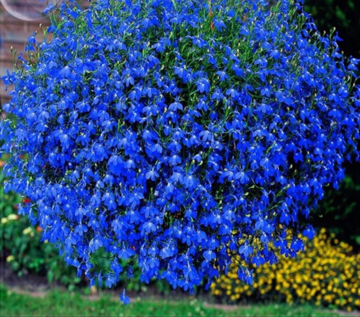 TRAILING LOBELIA BLUE (6000 SEEDS)