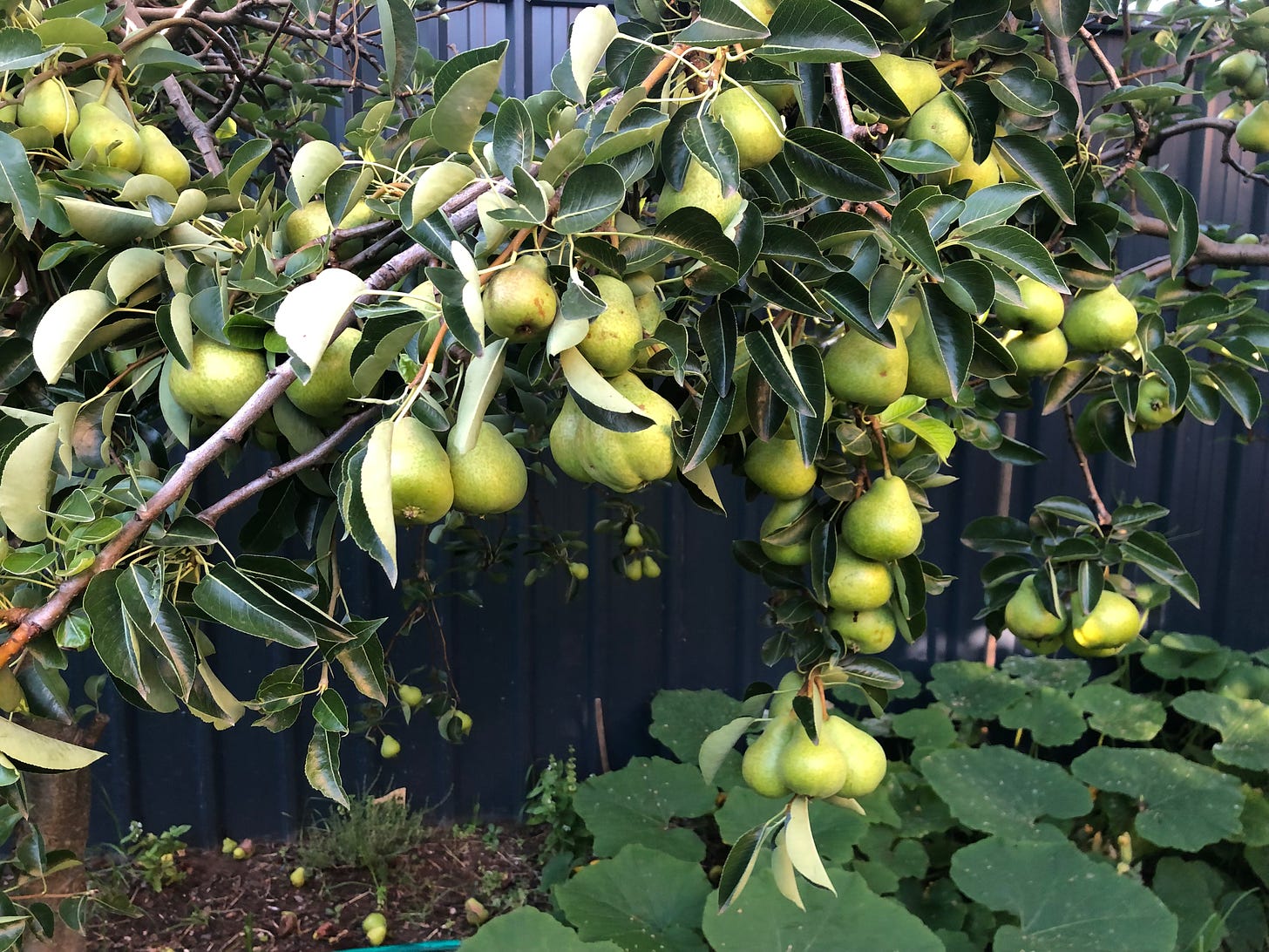 Packham pears.  Also coming soon.