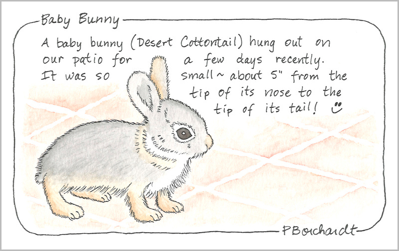 Baby Bunny (pen & watercolor)