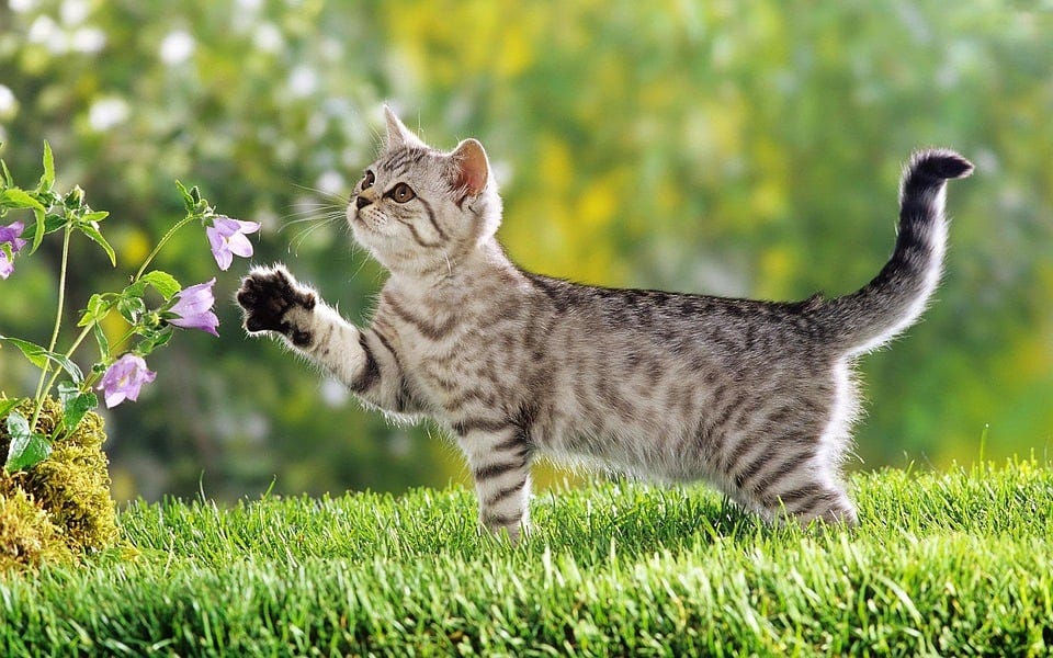 Free Cat Flowers photo and picture
