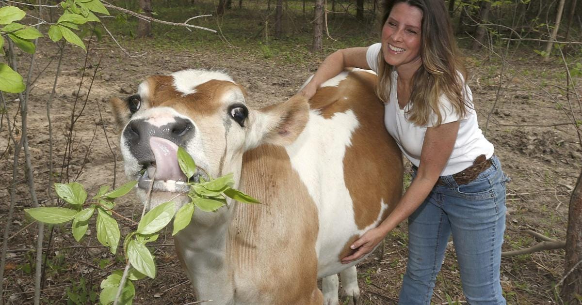 Kiss a Cow' shares vegan taste