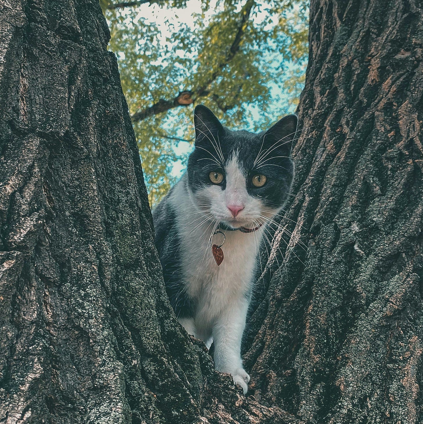 A cat up a tree, peering between two trunks