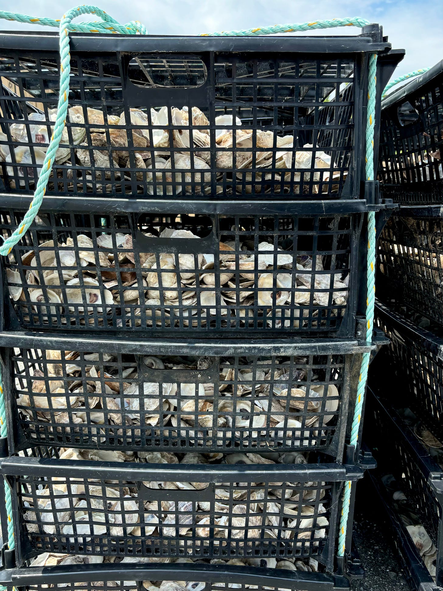 Stacks of black plastic crates filled with oyster shells and tied with teal and yellow rope.