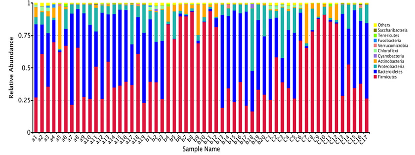 Relative abundances of phyla by composition across individual samples