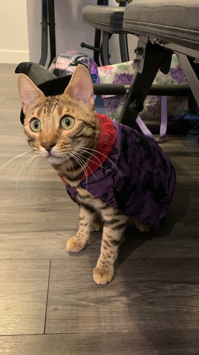 A cat dressed up as a witch