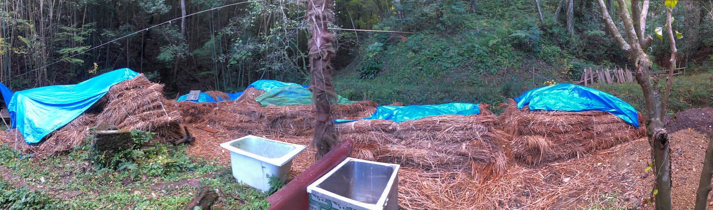 Compost piles of old straw getting broken down with Effective Micro-organism (EM1) solution.