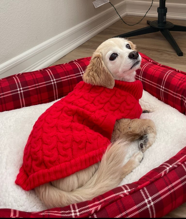 tan and white dog wearing a red knit sweater looking into camera while laying on a red plaid bed.