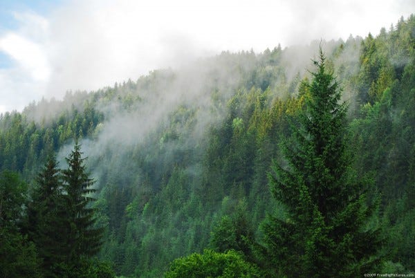 forest forest