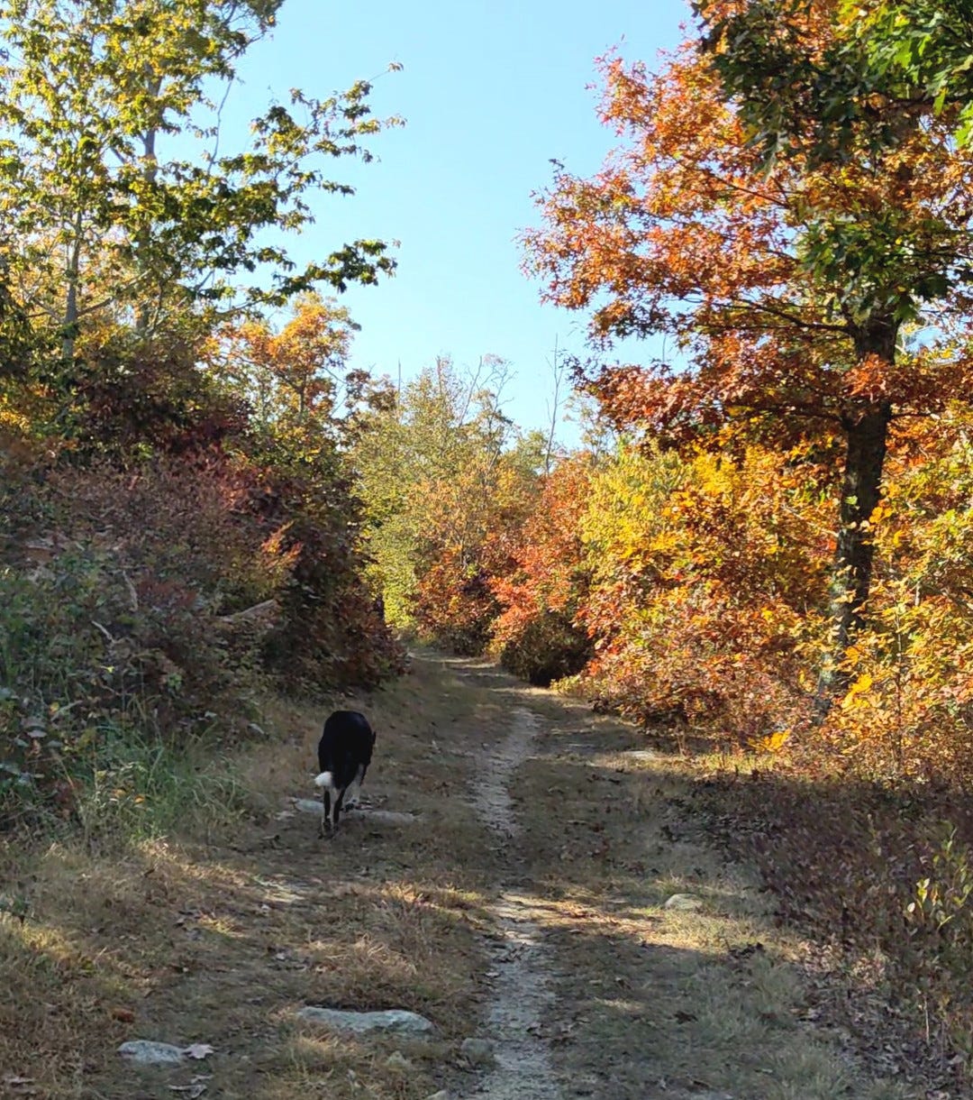 Dog trotting down a wide trail amidst fall foliage