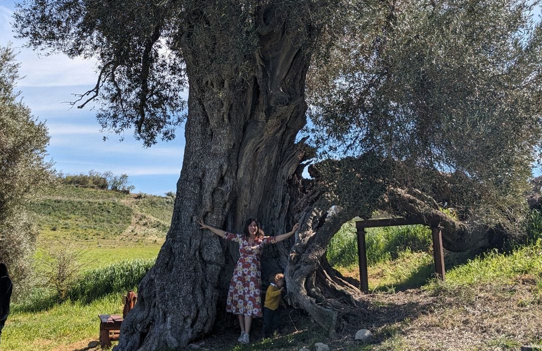 Kate with a huge olive tree